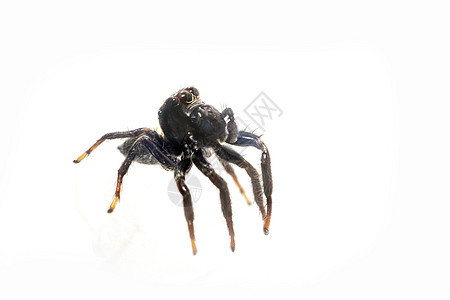 白色背景上的跳蜘蛛被咬的图像 昆虫黑蜘蛛生物荒野动物花园动物群野生动物毒液小时鲇鱼图片