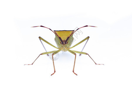 白色背景的绿色豆类软体虫Hemeptera图像 昆虫 动物植物生物学叶子生物昆虫学橙子宏观漏洞臭虫半翅目图片