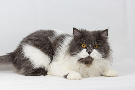波斯猫坐在白色背景上 孤立的灰色条纹小猫成套工具绿色眼睛毛皮棕色动物图片