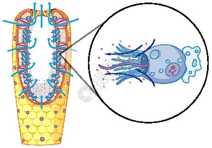 生物教育用海绵结构示意图生命周期卡通片雌雄夹子微生物学海洋宝石液体同体生理图片