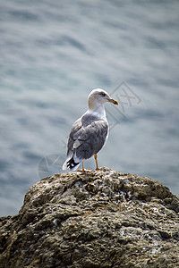 悬崖附近岩石上的海鸥 海边 阳光明媚的秋天 后视线环境编队蓝色旅行海景海滩鸟类石头旅游海鸟图片