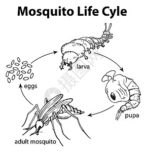 蚊子生命周期图片