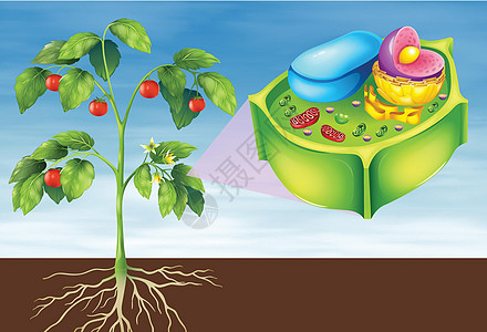 植物细胞标签叶肉绘画静脉栅栏树叶警卫表皮叶绿素气孔图片