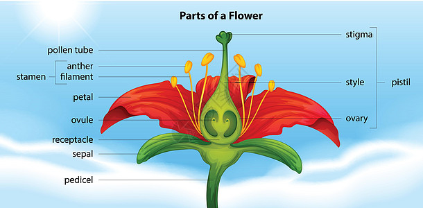 花的零件萼片解剖学生物学胚珠植物学教育老虎灯丝卵巢海报图片
