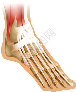人类福长肌解剖学胫骨楔形跗骨白色柔性组织肌肉跖骨图片