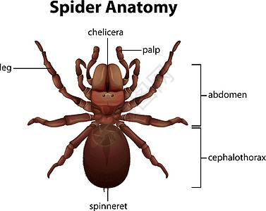 蜘蛛解剖图片