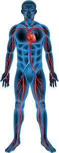 人体循环系统手臂船只蓝色静脉肌肉胸部血管动脉插图骨骼图片