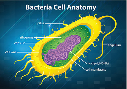 细菌细胞结构卫生插图保健科学核糖体霹雳微生物生物学公克质粒图片