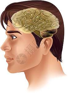 人脑大脑男人中枢神经障碍神经管肌肉系统枕骨哺乳动物静脉图片