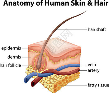 人体皮肤与海的解剖图片