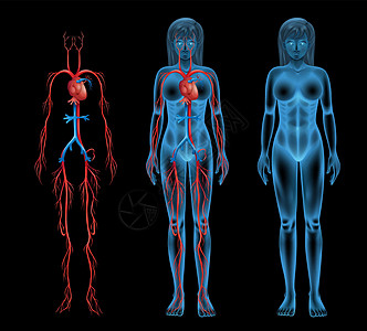 女性循环系统科学血液蓝色流通绘画血浆动脉营养素电解质主动脉图片