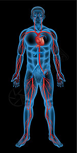 人体循环系统身体生物学静脉肌肉主动脉科学树干手臂船只药品图片