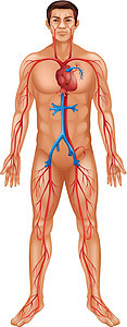 循环系统心血管男性树干成人人体主动脉生物学胸部动脉船只图片