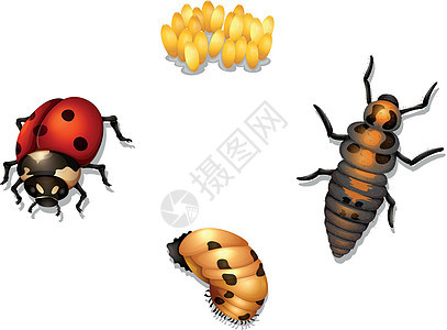 瓢虫生命周期图片