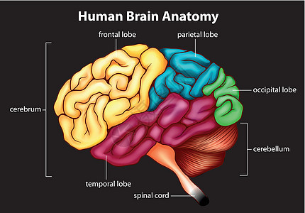 人脑生物学额叶肌肉科学静脉过敏反应大脑生理枕骨中枢神经图片