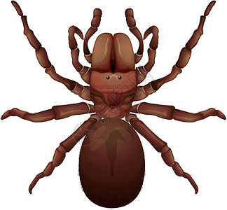 澳大利亚漏斗网蜘蛛动物网络兽科插图荒野科学花蛤生物学动物群六角插画