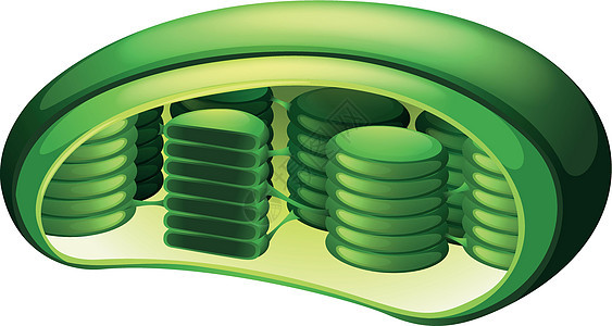叶绿体生理生活宏观卡通片叶绿素植物科学药品叶子微生物学图片