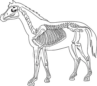 马骨架尾巴蹄子肩膀教育插图肋骨小马图表骨头绘画高清图片