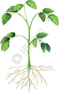绿色植物标签叶绿素木质素光合作用静脉树叶生物学细胞壁栅栏强者图片