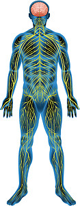 人体神经系统系统科学男人男性网络插图灯丝生物学器官药品图片