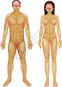 人体神经系统网络医疗解剖学插图药品生物脊柱男性中枢神经神经图片