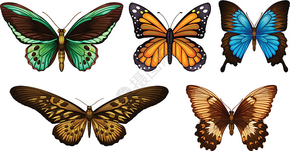 蝴蝶多态性前翅多形性花园生物学胸部科学毛毛虫动物学后翅图片
