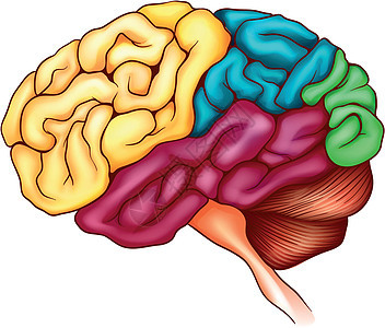 人脑医疗中风生物白色身体思维技术生物学枕骨大脑图片