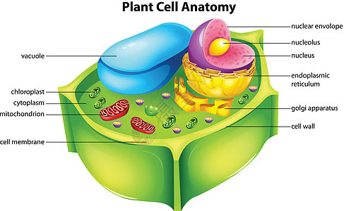 植物细胞解剖解剖学果胶液泡细胞膜溶胶树液细胞质胞质绘画粮食图片
