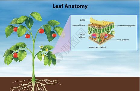 lea的结构表皮图层植物学气孔科学教育解剖学活力警卫呼吸图片