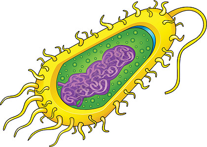 细菌细胞图表科学生物学细胞鞭毛质粒感染生物微生物学胶囊图片