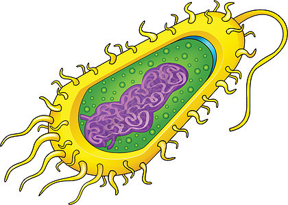 细菌细胞图表科学生物学细胞鞭毛质粒感染生物微生物学胶囊图片