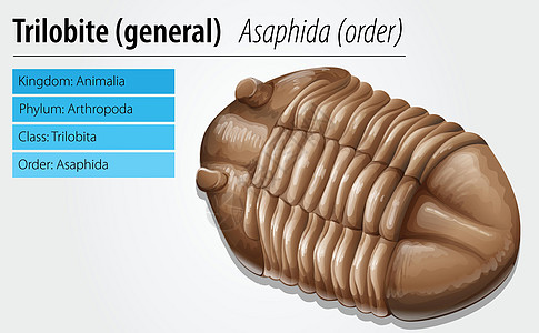 Trilobite 化石骨骼野生动物昆虫荒野古生物学岩石生物学灭绝历史蜥蜴图片