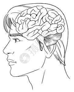 人脑思维神经枕骨解剖学器官地区小脑生物医疗白色图片