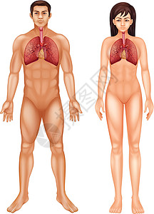 人体呼吸系统绳索医疗图表管道胸部健康药品呼吸科学身体图片