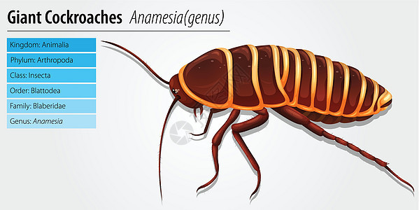 巨型蟑螂  Anamesi生物学插图生物若虫甲虫科学荒野天线盘子动物图片