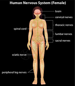 人体神经系统医学系统神经插图灯丝脊柱药品中枢神经解剖学男人图片