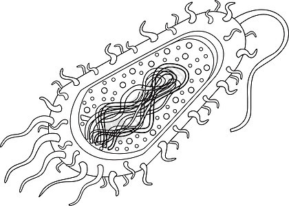 细菌细胞图表公克生物学生物科学显微镜核糖体鞭毛实验室霹雳图片