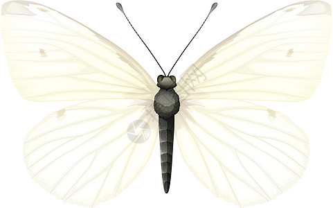 小白红青青翼展身体草图蝴蝶天线昆虫荒野动物群科学生物图片