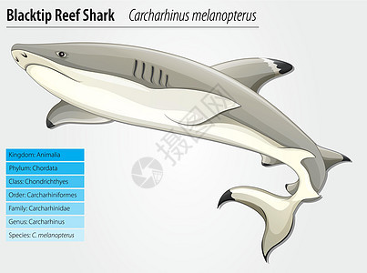 黑礁鲨鱼热带海洋黑翅目生物荒野动物群生活盘子食肉科学图片
