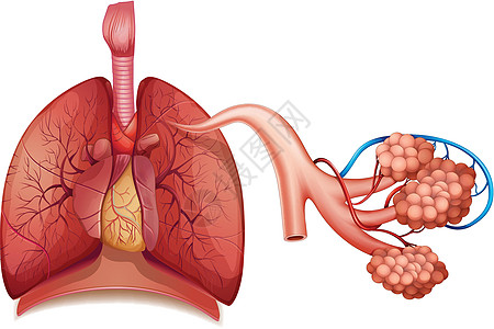 呼吸系统生物空气生活肺泡生理鼻甲生物学二氧化碳小动脉骨头图片