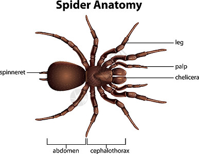 蜘蛛的解剖图片