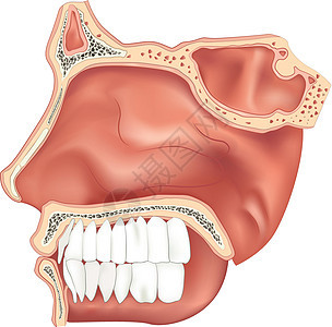 鼻腔解剖学骨头鼻子空腔颅骨鼻音鼻咽部食管鼻甲空气背景图片