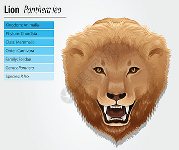 它制作图案狮子哺乳生物学荒野毛皮生活危险野生动物科学猫科插图图片