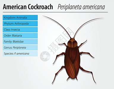 美洲大蠊  蟑螂生物学触角昆虫生活动物白色王国蠓科漏洞艺术图片
