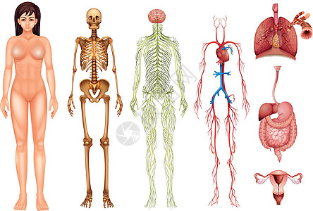人体系统生物学插图癌症隔膜颅骨器官药品科学艺术网络图片