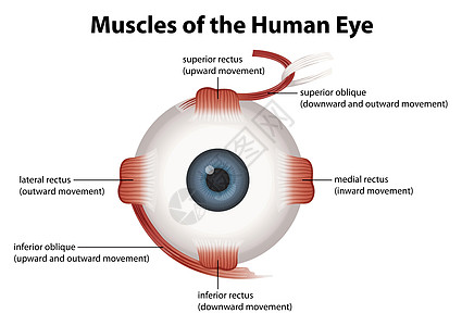人眼房水插座眼球横截面器官脉络膜图表黄斑神经镜片图片