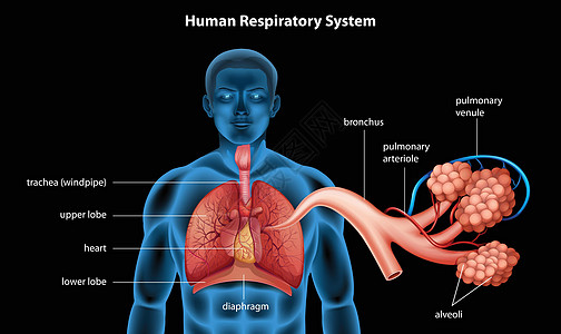 呼吸系统静脉科学鼻甲支气管生物学男人生理二氧化碳解剖学通道图片