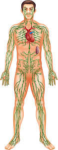 淋巴系统毛细管淋巴管乳糜池胸椎卵泡绘画腘窝节点胸腺腰椎图片