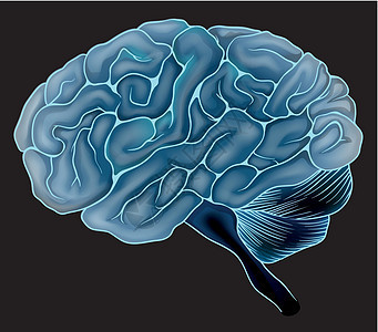 人脑裂片记忆神经器官枕骨脊髓身体地区技术中风图片