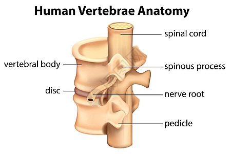 人体椎骨解剖图片